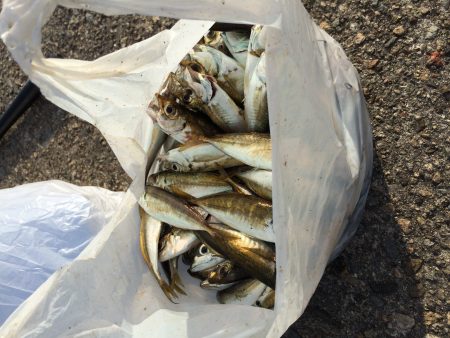 南蛮漬けサイズが多数