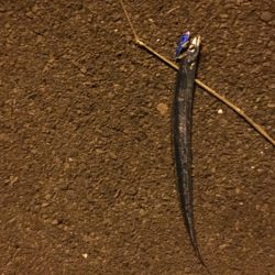 太刀魚ベイビー