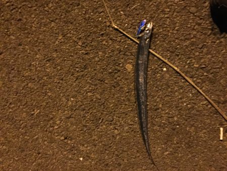 太刀魚ベイビー