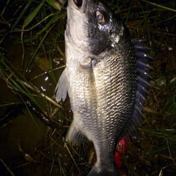 久々のおチヌング