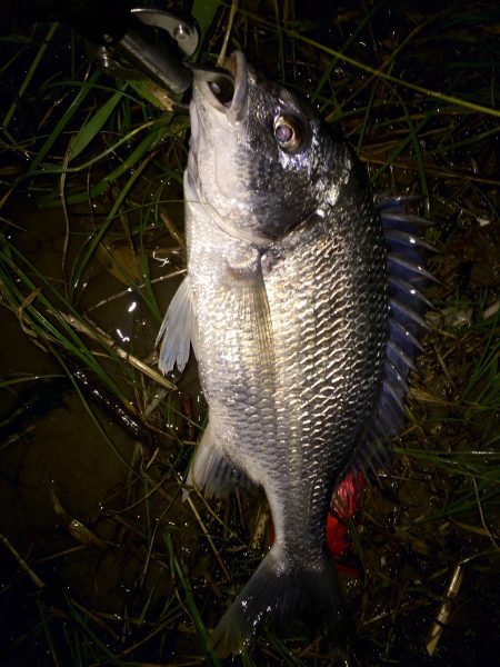 久々のおチヌング