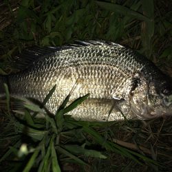 久々のチニング