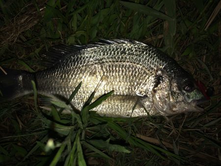 久々のチニング