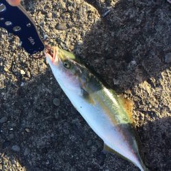 ツバス高活性でした