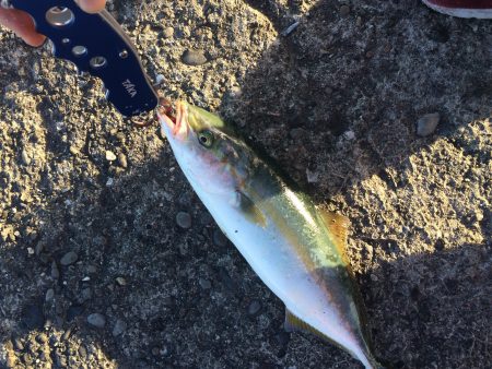 ツバス高活性でした