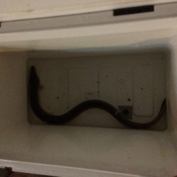 またまたウナギ釣り