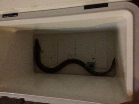 またまたウナギ釣り