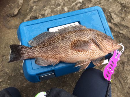 白浜周辺の地磯でショアジギング