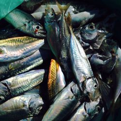 サビキで豆アジ、小サバ祭り