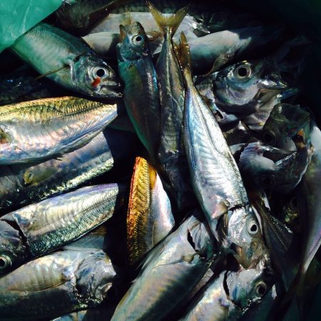 サビキで豆アジ、小サバ祭り