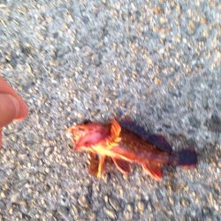 テトラ帯でのガシリング！