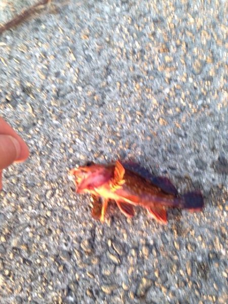 テトラ帯でのガシリング！