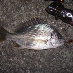 チニング〜*\\(^o^)/*