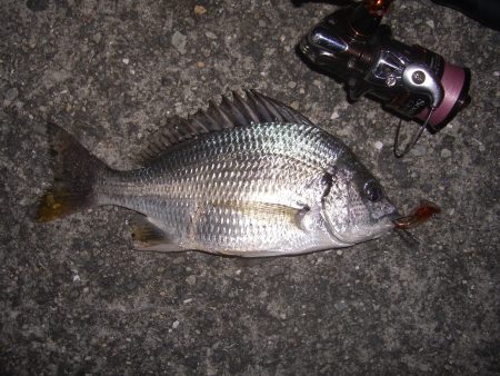 チニング〜*\\(^o^)/*