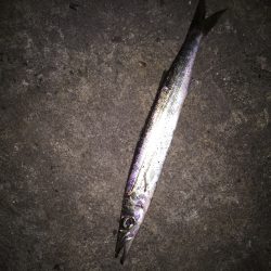 休まずフィッシング