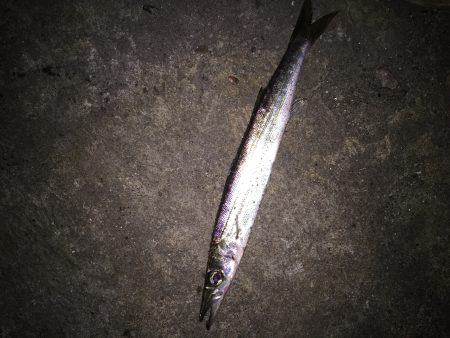 休まずフィッシング