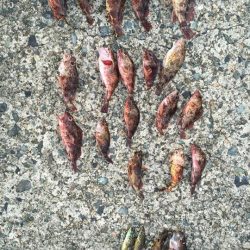 ロックフィッシュ‼︎