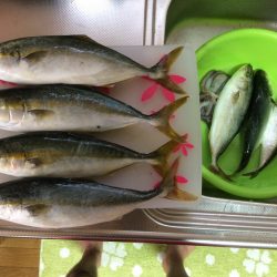 岸和田一文字でツバス狙い