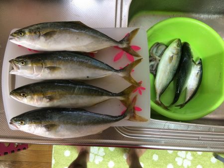 岸和田一文字でツバス狙い