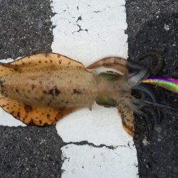 久しぶりのアオリ