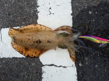 久しぶりのアオリ