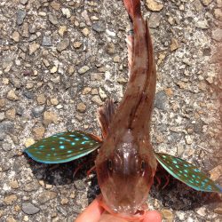 ショアジギ撃沈