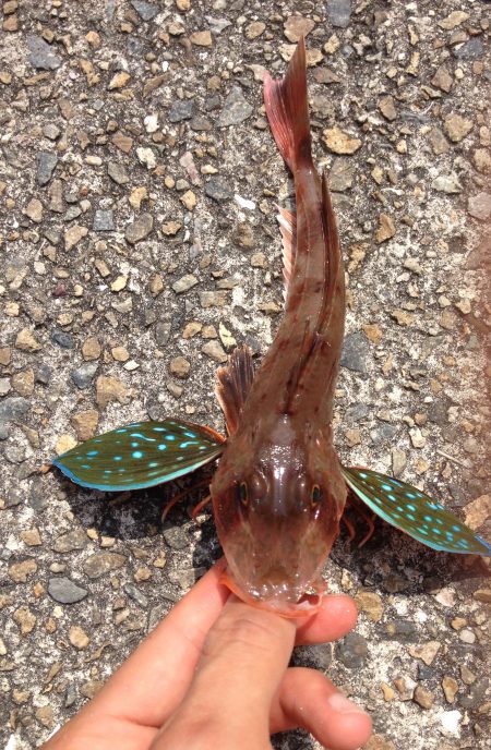 ショアジギ撃沈