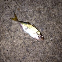 夕方からメバリング！？