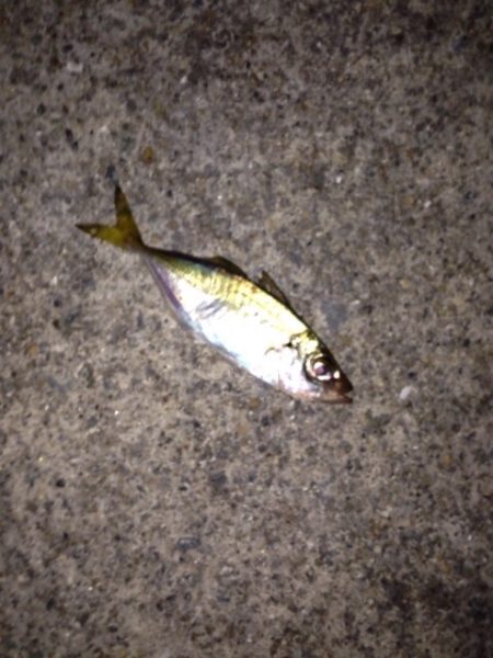 夕方からメバリング！？