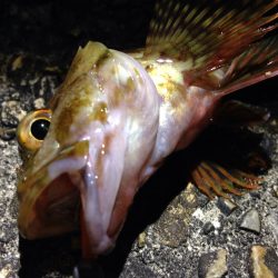 釣れる釣行は楽しいな。