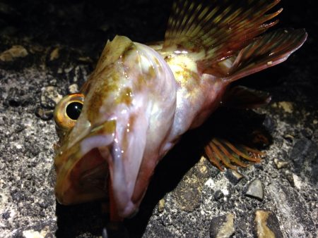 釣れる釣行は楽しいな。