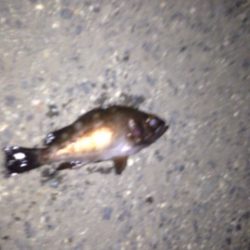 泉佐野旧フェリー乗り場メバリング！