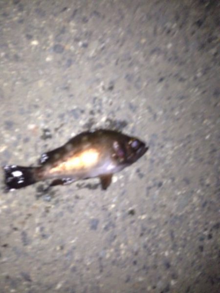 泉佐野旧フェリー乗り場メバリング！