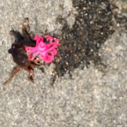 中島埠頭でたこジグ