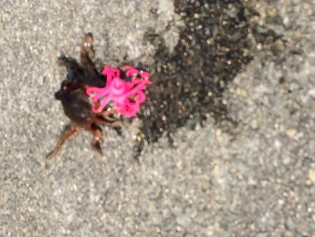 中島埠頭でたこジグ