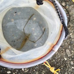 ウナギ！手長海老！