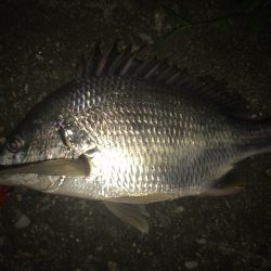 武庫川チニング！