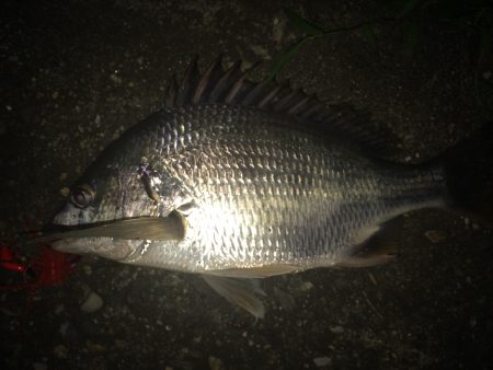 武庫川チニング！