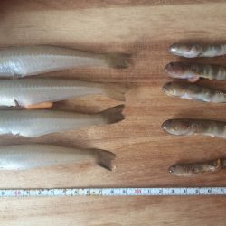 エギングロッドでキス