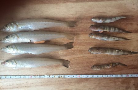 エギングロッドでキス