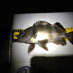 ラストメバル…？