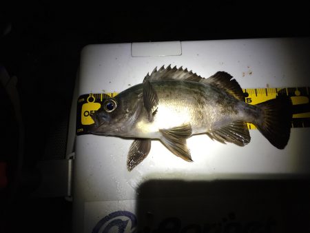 ラストメバル…？