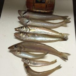 今シーズン３回目のキス釣り