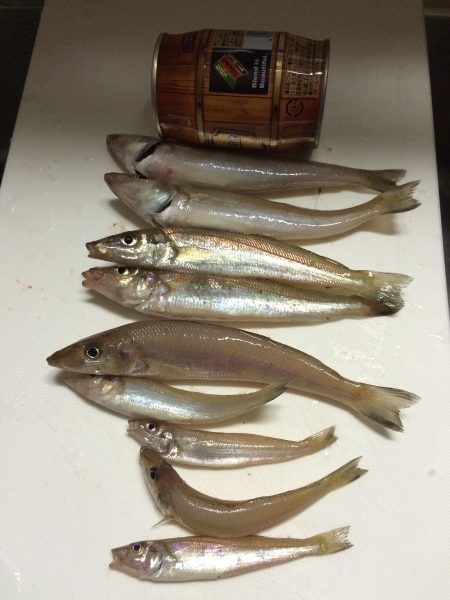 今シーズン３回目のキス釣り