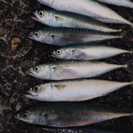 播磨新島でサビキ4目釣り