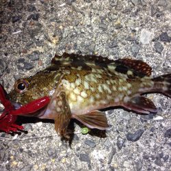 アイツに会えるかな〜