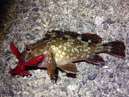 アイツに会えるかな〜