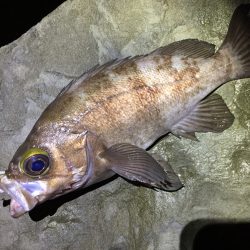 アジパトロール