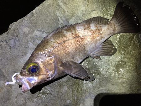 アジパトロール