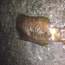 1.2キロアオリイカ